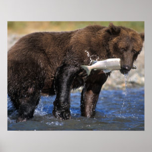 Braunbär, Grizzlybär, mit Lachsfang, Poster