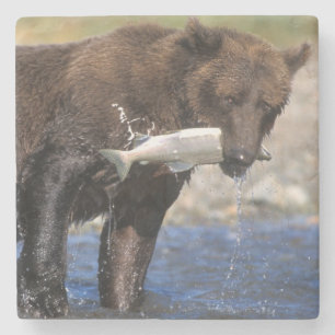 Braunbär, Grizzlybär, mit Lachsfang, Steinuntersetzer
