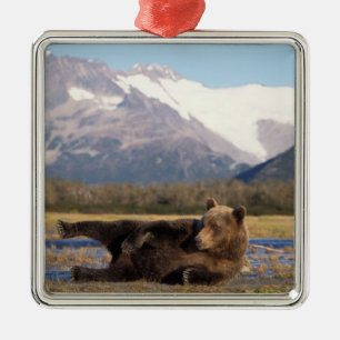 Braunbär, Grizzlybär reckt sich auf dem Rücken Ornament Aus Metall
