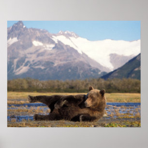 Braunbär, Grizzlybär reckt sich auf dem Rücken Poster