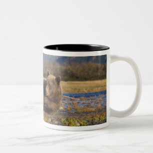 Braunbär, Grizzlybär reckt sich auf dem Rücken Zweifarbige Tasse