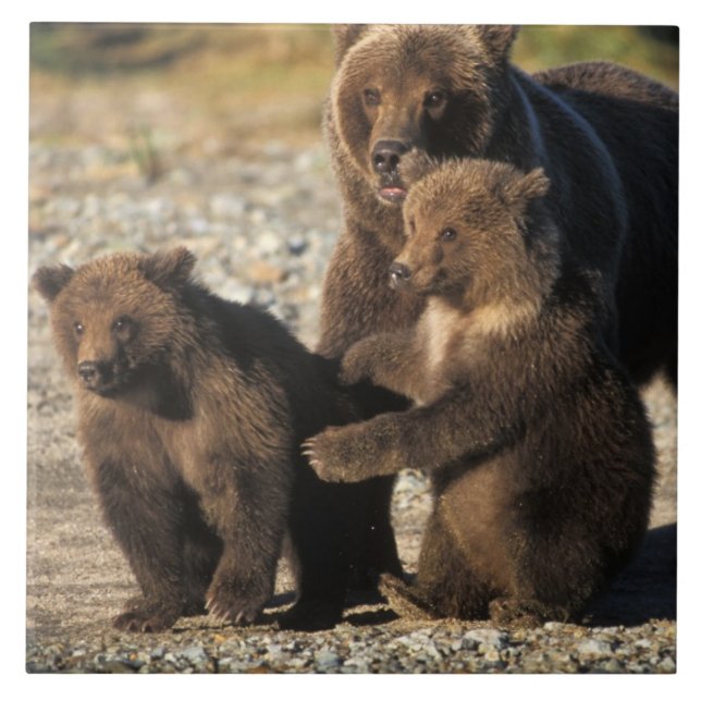 Braunbär, Grizzlybär, Sau mit Jungen an der Küste Fliese (Vorderseite)
