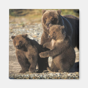 Braunbär, Grizzlybär, Sau mit Jungen an der Küste Magnet