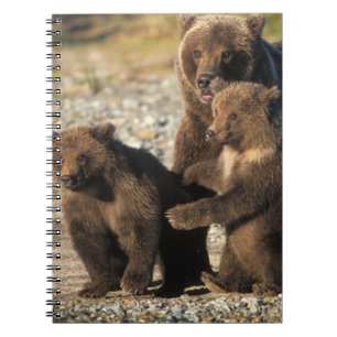Braunbär, Grizzlybär, Sau mit Jungen an der Küste Notizblock