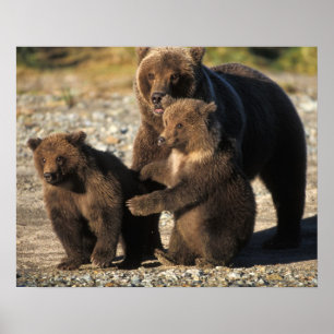 Braunbär, Grizzlybär, Sau mit Jungen an der Küste Poster