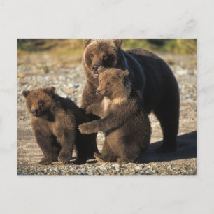 Braunbär, Grizzlybär, Sau mit Jungen an der Küste Postkarte