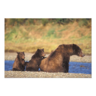 Braunbär, Grizzlybär, Sau mit Jungen, Fotodruck