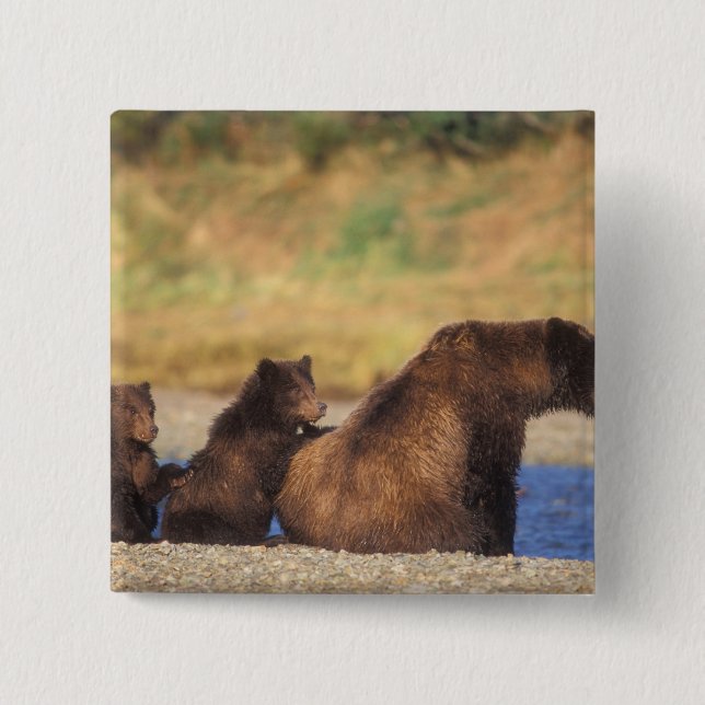 Braunbär, Grizzlybär, Sau mit Naben, Button (Vorderseite)