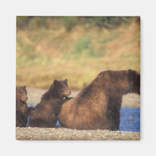 Braunbär, Grizzlybär, Sau mit Naben, Magnet