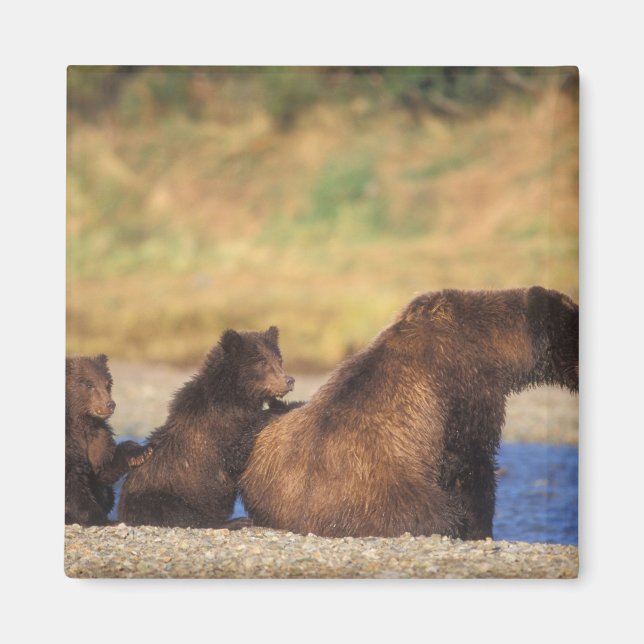 Braunbär, Grizzlybär, Sau mit Naben, Magnet (Vorne)