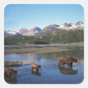 Braunbär, Grizzlybär, Sau und Junge in Quadratischer Aufkleber