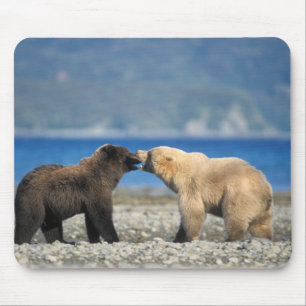 Braunbär, Grizzlybär, spielen am Strand, Mousepad