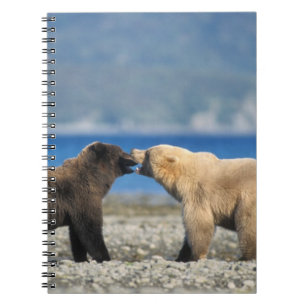 Braunbär, Grizzlybär, spielen am Strand, Notizblock