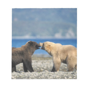 Braunbär, Grizzlybär, spielen am Strand, Notizblock