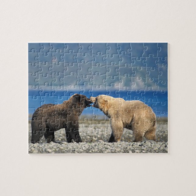 Braunbär, Grizzlybär, Spielen am Strand, Puzzle (Horizontal)