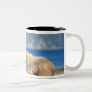 Braunbär, Grizzlybär, spielen am Strand, Zweifarbige Tasse