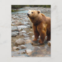 Braunbär im Bach