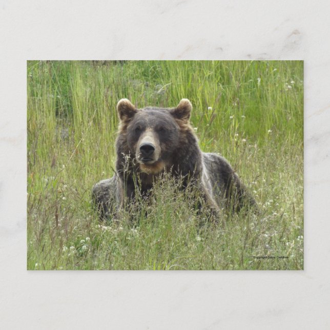 Braunbär im Gras, Alaska grizzisch Postkarte (Vorderseite)