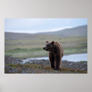 Braunbär im Katmai Preserve Poster