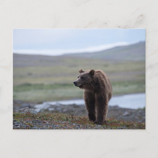 Braunbär im Katmai Preserve Postkarte (Vorderseite)