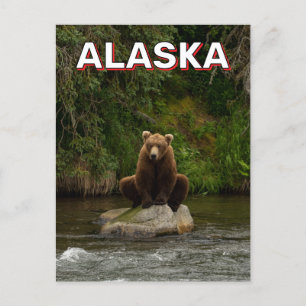 Braunbär in Alaska Postkarte