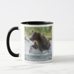 Braunbär jagt Lachs im Fluss Tasse