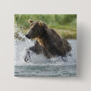 Braunbär jagt Lachse im Fluss Button