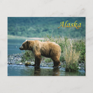 Braunbär Kodiak, Alaska Postkarte