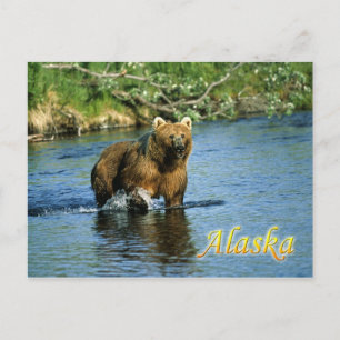 Braunbär Kodiak, Alaska Postkarte