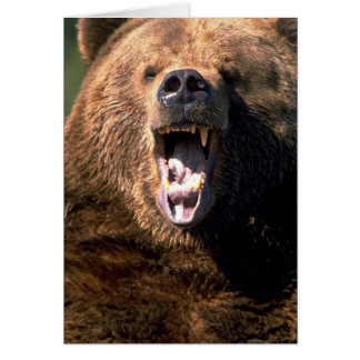 Braunbär mit Zähnen