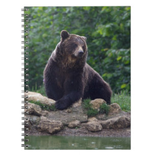 Braunbär Notizblock