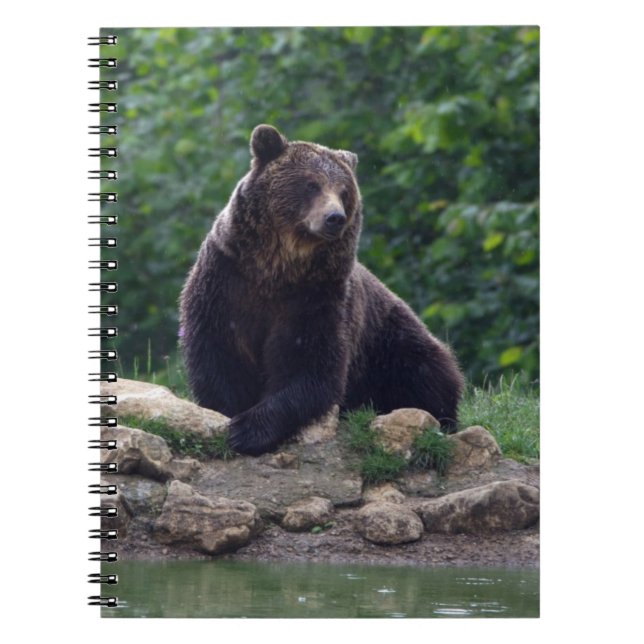 Braunbär Notizblock (Vorderseite)