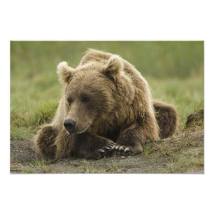 Braunbär, oder Küsten-Grizzlybär, Ursus Fotodruck