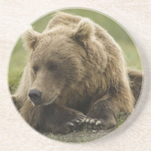 Braunbär, oder Küsten-Grizzlybär, Ursus Getränkeuntersetzer