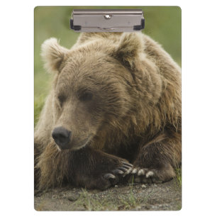 Braunbär, oder Küsten-Grizzlybär, Ursus Klemmbrett