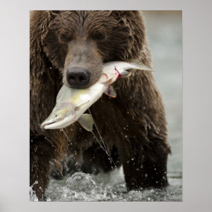 Braunbär, oder Küsten-Grizzlybär, Ursus Poster