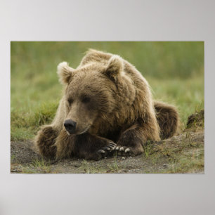 Braunbär, oder Küsten-Grizzlybär, Ursus Poster