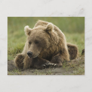 Braunbär, oder Küsten-Grizzlybär, Ursus Postkarte