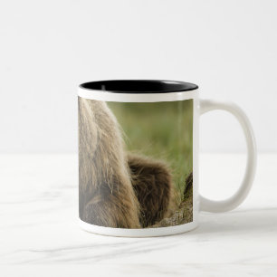 Braunbär, oder Küsten-Grizzlybär, Ursus Zweifarbige Tasse