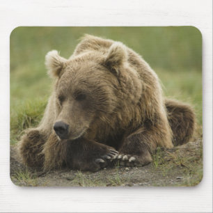 Braunbär oder Küstenbär, Ursus Mousepad