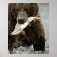 Braunbär oder Küstenbär, Ursus