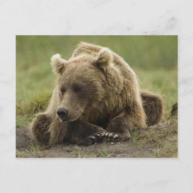 Braunbär oder Küstenbär, Ursus Postkarte (Vorderseite)