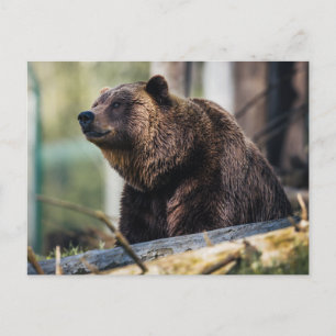 Braunbär-Pose Postkarte