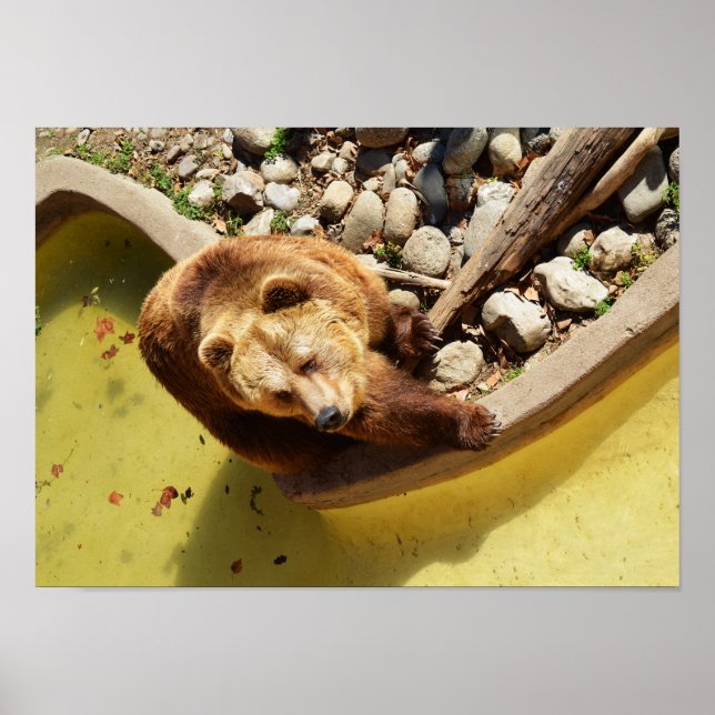 Braunbär Poster (Vorne)