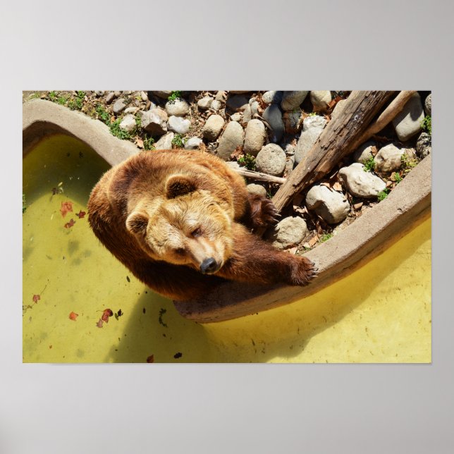 Braunbär Poster (Vorne)