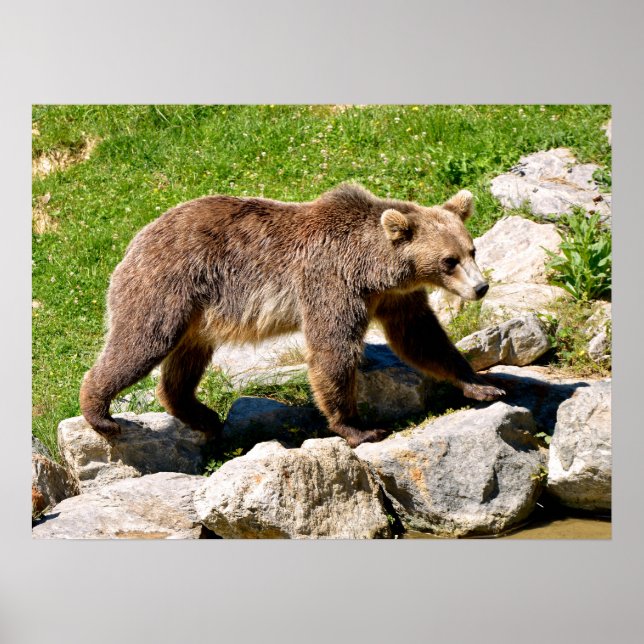 Braunbär Poster (Vorne)