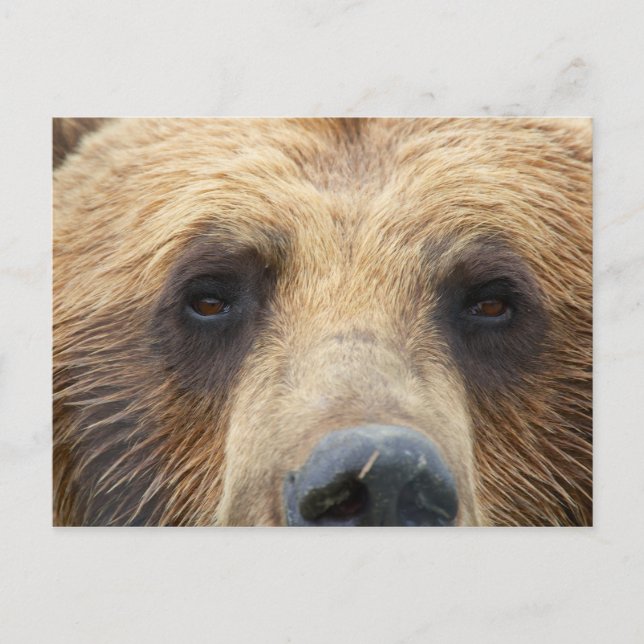 Braunbär Postkarte (Vorderseite)