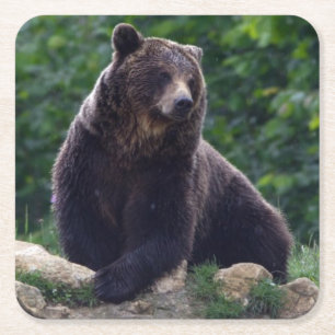 Braunbär Rechteckiger Pappuntersetzer