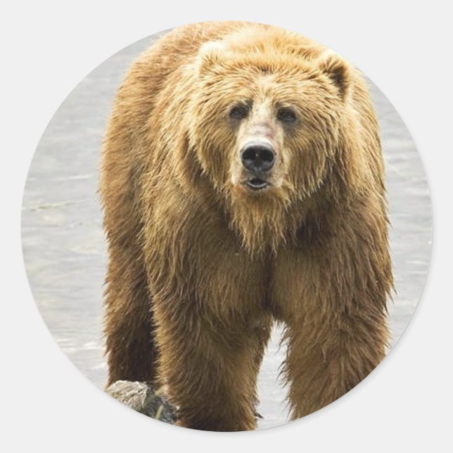 Braunbär Runder Aufkleber (Vorderseite)