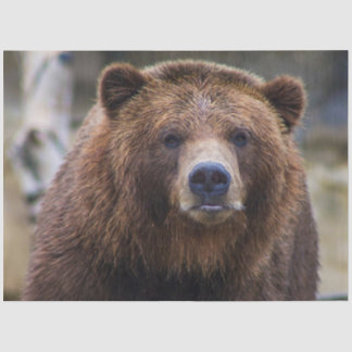 Braunbär Seidenpapier